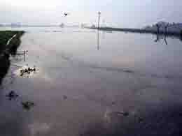 A view of waterlogged fields in Fatehabad. 