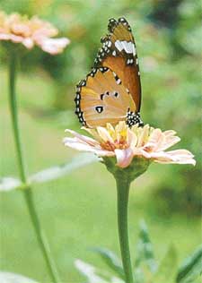 A butterfly sucks nectar from a flower in PAU, Ludhiana on a sunny Saturday afternoon