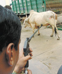 An MCD employee demonstrates the use of a tranquiliser gun which would be used in its drive to pick up and relocate stray cattle 