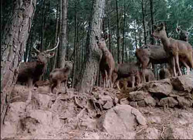 A view of the zoo situated at Rewalsar. The state government has decided to close it down following the refusal of the Zoo Authority of India to recognise it in the absence of basic facilitie