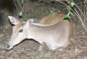 A critically injured neel gai that strayed into Industrial Area Phase-I, Chandigarh