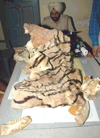 Suspected tiger skins and skulls found in a ragpicker’s house in Jalandhar on Thursday