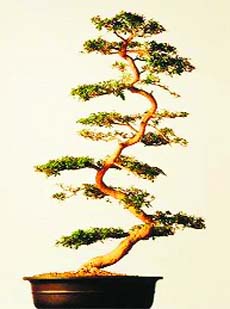 The container for growing bonsai should have a wide base
