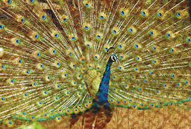 A dancing peacock is a great sight to behold during the monsoon at the Chhat Bir Zoo, near Chandigarh.