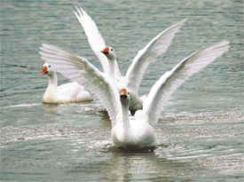 Ducks enjoy a swim at the Sukhna Lake in Chandigarh on Sunday.