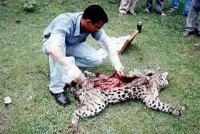 A post-mortem examination of the leopard, which died due to snakebite in the Karol forests under the Sundernagar Forest Division in Himachal Pradesh, is on