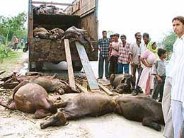 The truck carrying buffaloes in Ludhiana on Sunday.