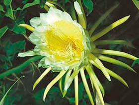 This rare cactus in a house in Sector 15, Chandigarh, blooms for a few hours every season
