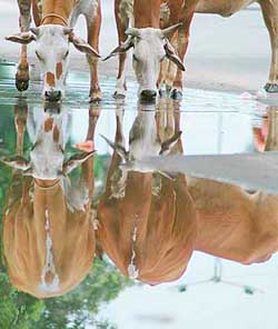 Cows quench their thirst after showers in Chandigarh on Tuesday morning