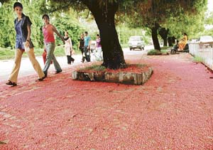 Petals form a red carpet under the Barringtonia plant, which has ornamental and medicinal value, on the Panjab University campus in Chandigarh.