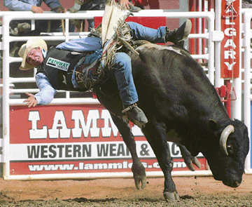 Rider Jesse Torkelson of Winfield, Alberta, is tossed by a bucking bull named Hiawatha at the Calgary Stampede in Canada. 
