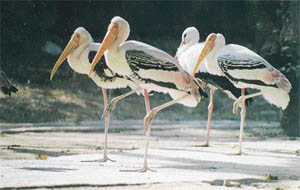 Black, yellow and pink streaks over a snow-white body make the Painted Stork attractive