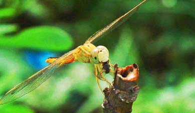Poised to kill: A dragon fly, perched on a plant, looks for its prey on a pleasant morning