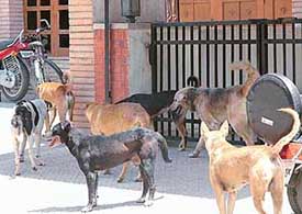Stray dogs lay siege in front of a house in Sector 34, Chandigarh