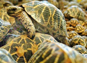 Intercepted star tortoises move inside their cage in Chennai on Wednesday. Nearly a thousand star tortoises were being sent to Malaysia when the smuggler carrying them was arrested by Customs officials. 