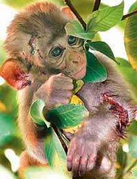 An injured simian that took shelter atop a guava tree