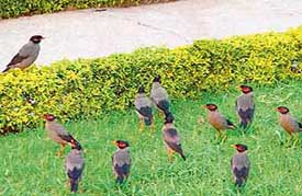 A mynah holds a class, perhaps planning for the future, in view of the unpredictable weather, at the Defence Services Officers Institute in Sector 36 