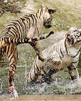 A pair of white tigers plays in their enclosure at the zoo in New Delhi on Thursday.