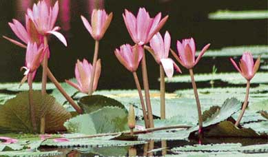 The lotus, like a true friendship, blooms even in adverse circumstances. The frame shows lotus flowers, pride of the pool, in Chandigarhs Nature Park