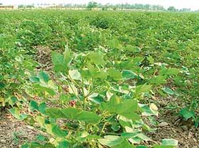 The cotton crop in bloom near Bathinda