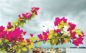 A bougainvillea seems to be welcoming the dark monsoon clouds hovering over the Capital's horizon on Sunday.