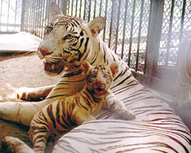 A white tiger cub, born recently at Delhi zoo, plays with its mother in their cage on Sunday