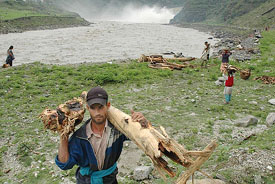 Villagers collecting logs of wood swept away by the Beas in Himachal Pradesh recently