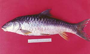 The mahseer, also known as the “Tiger of Indian rivers”, is a carnivorous fish found in the Harike and Ropar wetlands.