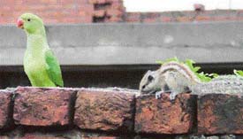 LIke many workers this parrot, followed by a squirrel, is out to fend for itself in sultry weather of Ludhiana