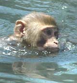 It is not man alone who enjoys a dip in water. Monkeys too take a leaf out of mans book at times. The snap shows a simian enjoying a swim in the Deer Park at Patiala on Wednesday.