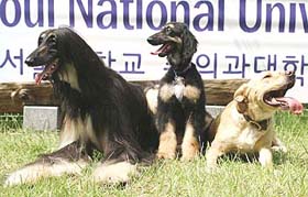 In this undated photo provided by Seoul National University, Snuppy (centre) the first successfully cloned Afghan hound, sits with his generic father and surrogate mother (right) at the university in Seoul.
