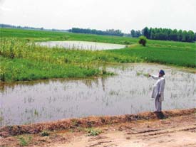 Pond water inundates fields in Baniawal village, destroying paddy and fodder crops