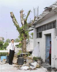 The jamun tree that was preserved by Brij Mohan Kalra while constructing his office building in Ludhiana