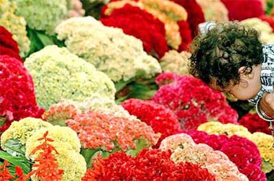 A child takes a closer look at flowers during a flower show in Bangalore on Monday