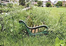 Grass grows wild in the Sector 34-D park in Chandigarh