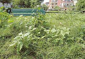 The highly toxic congress grass spreading its wings in a park at Sector 45-C, Chandigarh