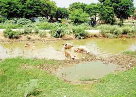Undulating land filled with water and pigs on HUDA plots allotted in Sector 16, Panchkula