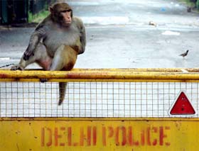 After dogs, the Delhi Police seems to have sought the services of the simian tribe to keep an eye on things