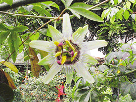 A reader of The Tribune, Major Amarjit Singh, who clicked ‘Rakhi’ flower’ called Passiflora-alba