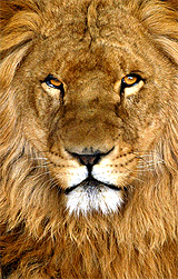 A lion looks out from its enclosure at a zoo in Amman, Jordan, on Tuesday