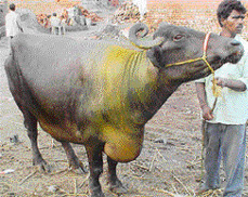 A buffalo suffering from swelling on her dewlap in Patiala.