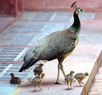 Following the mother: A peahen with its chicks in front of the Parliament library compound in New Delhi on Monday