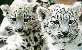 Two-month old male snow leopards Kashi and Naryn look on during their first public appearance at a zoo in Berlin on Friday