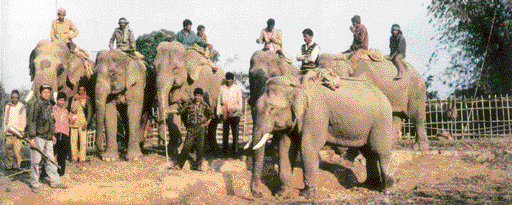 The park, which boasts of 1048 Asiatic elephants, also has 1700 rhinos