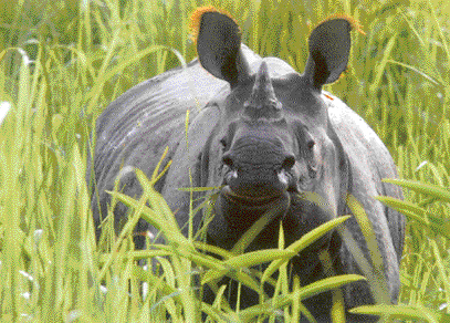 Kaziranga is home to the one-horned rhino