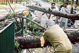 Horticulture Department staff at work in Sector 22