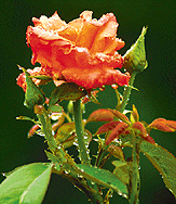 Light showers leave a few rain drops on roses in Sector 38, Chandigarh, on Sunday.
