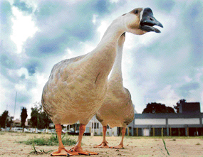 Dark clouds gather in the sky as geese seem to sense rain in Chandigarh on Sunday.