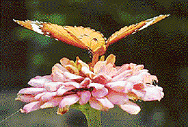 A butterfly sucks nectar from a flower.