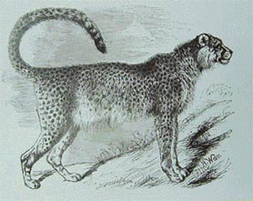 Cheetah. Drawing by H. Weir. Routledges Picture Natural History by the Rev. J.G. Wood, engraved by the Dalziel Brothers, 1885. To the memory of the now extinct Indian Cheetah and with concern for the many species of Indian wildlife under threat of extinction.
